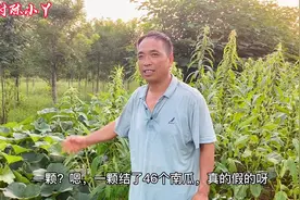 农村大叔家的一棵南瓜秧结了46个南瓜，有什么妙招？听听涨知识了视频封面
