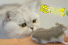 仓鼠和猫同住一个屋檐，猫咪天天许愿吃仓鼠【头号英雄跨年之夜】视频封面