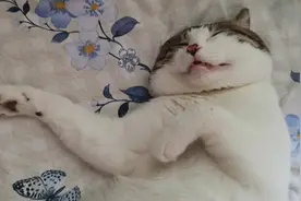 猫咪半张着嘴睡着，一下午都这样…太懒好可爱！