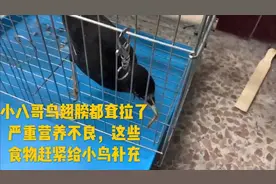 小八哥鸟翅膀都耷拉了，是严重营养不良，这些食物赶紧给小鸟补充