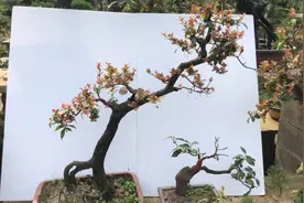金弹子到底哪个品种的果子好看呢？还是看桩型吧视频封面