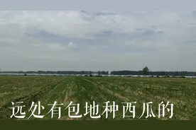 农村玉米长高了，地里打农药太累人了，农民种地真难视频封面