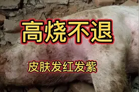 夏季弓形体病和猪瘟引起的猪皮肤发红发紫，担惊受怕，怎么办？