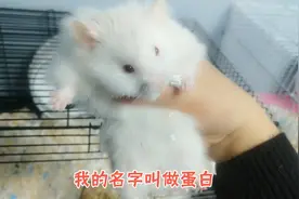 仓鼠中的熊类，看看养鼠阿姨家短毛金丝熊和长毛金丝熊最大区别视频封面
