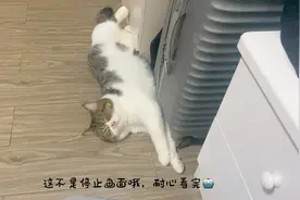 猫咪Vlog/12睡觉被我吓醒的样子，真的是太搞笑了
