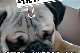 #宠物知识  #科学养宠攻略 巧克力对猫狗的伤害有多大？大量误食会导致抽搐、休克，甚至威胁它们的生命@抖音短视频 视频封面