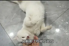 猫妮受伤第二十天，又开始撒娇卖萌了，它不疼了吗