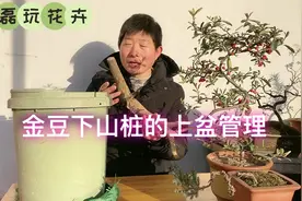 金豆下山桩不好成活？这样栽培下山桩，新手也可以轻松养好下山桩视频封面