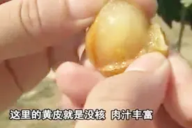 舅父新带着两位美女，顶着酷暑吃黄皮，还讲解功效