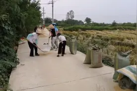 上午稻谷晒在公路上，中午下雨了，村里老少乡亲们都来帮忙抢收！视频封面