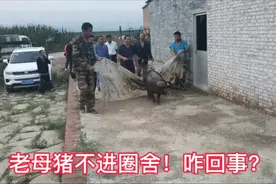 吕梁小鹏家买猪了，老母猪怎么进猪圈，众人各想奇招视频封面