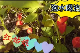红姑娘泡水喝治病养生视频封面