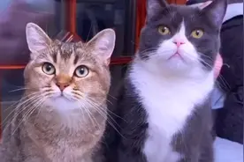 养猫养一只还是养两只好？猫：你的良心不会痛吗视频封面