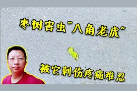 农村枣树害虫“八角老虎”，被它蜇痛痒难忍，1个小妙招可除掉它视频封面