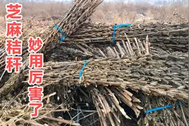 农村“芝麻秸秆”火了，3个厉害妙用！学会一年能省几千元！视频封面
