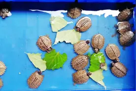 亚洲巨龟苗子吃什么？日常如何喂养？投喂食物时需要注意什么？视频封面