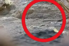 吓呆！眼镜蛇被腰斩竟弃尾求生 极速带着上半身逃跑视频封面