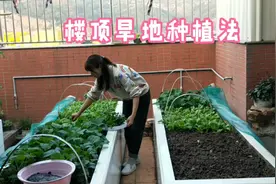 分享，西洋菜旱地种植法，方法简单好种活！