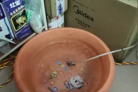 玛丽鱼生完鱼仔，要及时把它们分开饲养，否则母鱼会把鱼仔吃掉视频封面