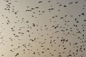 张家口农村天空中出现很多鸟，场面相当壮观！您绝对没见过！视频封面