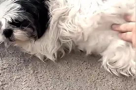 狗狗怀孕能打胎吗？能用试纸能测出来吗？看完涨知识视频封面