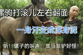 修蹄完毕骡驹嚎叫感谢，叫声非驴非马头次听，怪怪的！视频封面