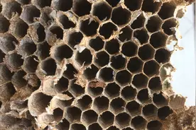 马蜂房#泡茶#马蜂房的作用#喝茶人视频封面