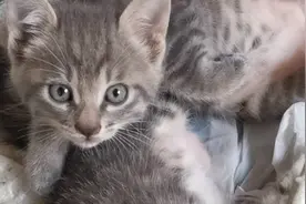 家里的猫咪太多了，现在送都送不出去，有哪位大神帮忙出个主意视频封面