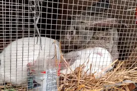 兔子小灰多宠它这个老婆，多少女人过的还不如这只兔子的？