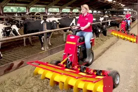 智能科技，奶牛干草堆饲养自动粪便清洗 现代化饲养技术