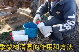 春季梨树清园的作用和方法视频封面