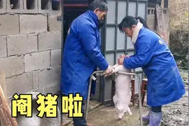 阉猪啦，为什么要阉猪，听听养猪小伙怎么说