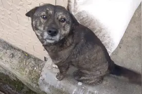 土狗简称中华田园犬，优点：看家护院，对主人忠心耿耿，缺点：无视频封面