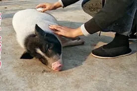 你撸过猪吗？其实猪也很喜欢人摸它肚皮，给它按摩，像狗狗一样