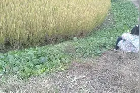 怎么这个小朋友一个人呆在田边，是迷路了吗？