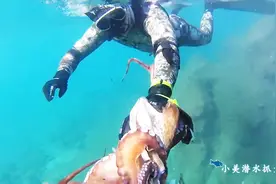 美女潜水赶海捕章鱼，碰到巨大章鱼，被它缠住了怎么办？