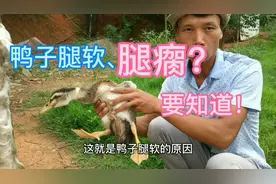 养殖鸭子遇到腿软站不起，阿昌用不到一毛钱的东西治疗，没见过视频封面