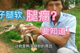 养殖鸭子遇到腿软站不起，阿昌用不到一毛钱的东西治疗，没见过