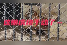 每次来中山公园这老虎都在睡觉，终于碰到一次动了！打哈欠