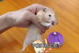 购买的鸡肉块小零食给仓鼠，丑八怪皮皮一下吃了4个│激萌奖金视频封面