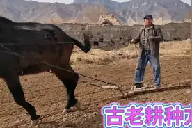 老驴拉磨，50多年前的耕种方法大爷用了1辈子，真罕见视频封面