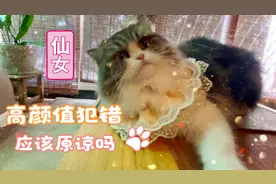 颜值即正义：萌猫任性随地尿尿拒绝认错，可怜老母亲只能认怂