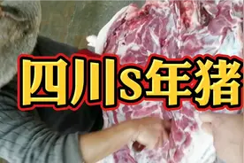 四川农村备年货，有S年猪的习俗，实拍三人KO一头猪视频封面