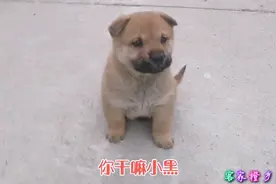 江西龙南工厂出现10只狗狗，只只都会卖萌，狗多是不是财也多
