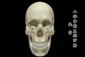 #人体骨骼系统分解之头骨