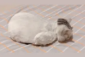 猫咪被强制剃毛后整日满脸忧郁，不让摸不让碰，这下可如何是好？视频封面