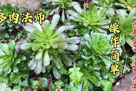 多肉法师绿羊绒 欧紫，扦插掌握这几点，颗颗爆盆，而且还是多头视频封面