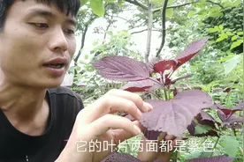 这几种紫苏大家知道哪种好吃吗？它又有哪些作用，带大家区分一下