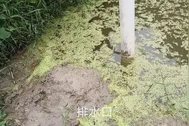 半亩大小的鱼塘，24小时有活水进来，怎么设计鱼塘排水口不会跑鱼