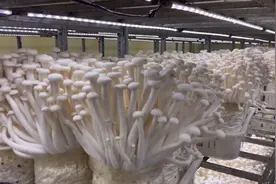 金针菇母种扩繁原种技术，一看就会，学会天天有金针菇吃不完